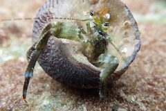 Pagurus angustus