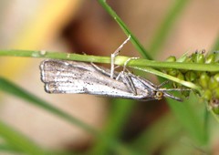 Thisanotia chrysonuchella