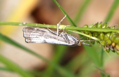 Thisanotia chrysonuchella