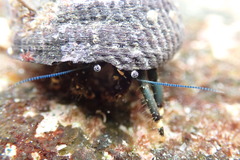 Clibanarius virescens