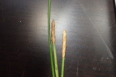 Eleocharis cellulosa