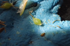 Eleocharis cellulosa