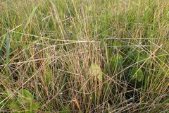 Eleocharis montevidensis