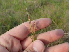Eleocharis montevidensis