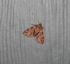 Polyclysta hypogrammata