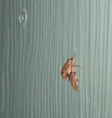 Polyclysta hypogrammata