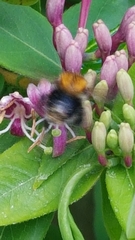 Bombus