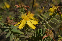 Hypericum revolutum