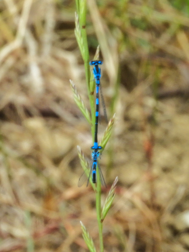 Dainty Damselfly photo 4