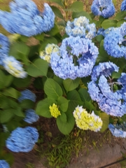 Hydrangea macrophylla