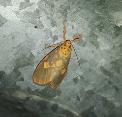 Ammatho cuneonotatus