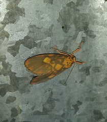 Ammatho cuneonotatus