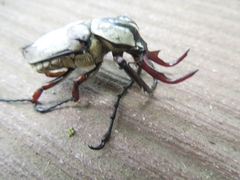 Dicronocephalus adamsi