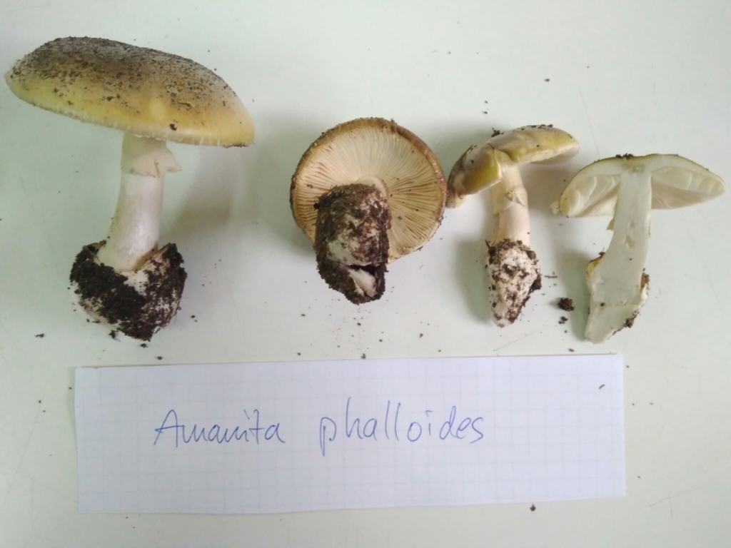 Amanita phalloides · May 2017 · photo: © cristianriquelme (iNaturalist, cc-by)