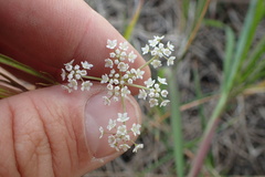 Limnosciadium pumilum