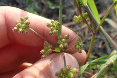 Limnosciadium pumilum