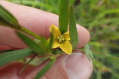 Ludwigia linearis