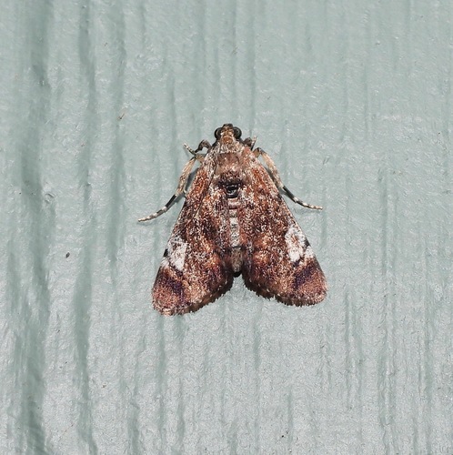 Orthaga picta (Warren, 1895)