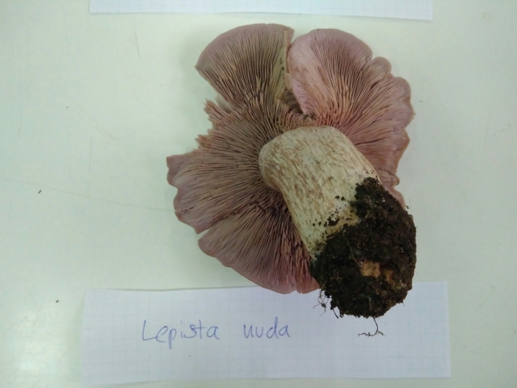 Collybia nuda · May 2017 · photo: © cristianriquelme (iNaturalist, cc-by)