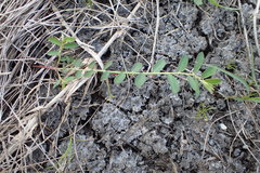 Phyllanthus evanescens