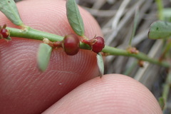 Phyllanthus evanescens