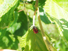 Cryptocephalus octopunctatus