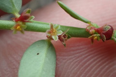 Phyllanthus evanescens