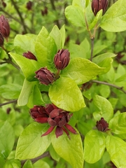 Calycanthus