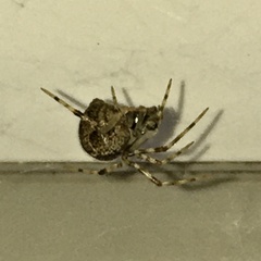 Parasteatoda tepidariorum