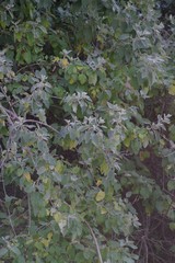 Buddleja dysophylla