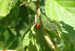 Cryptocephalus octopunctatus