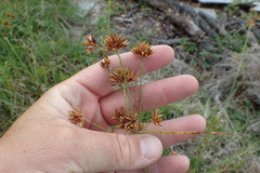 Rhynchospora indianolensis