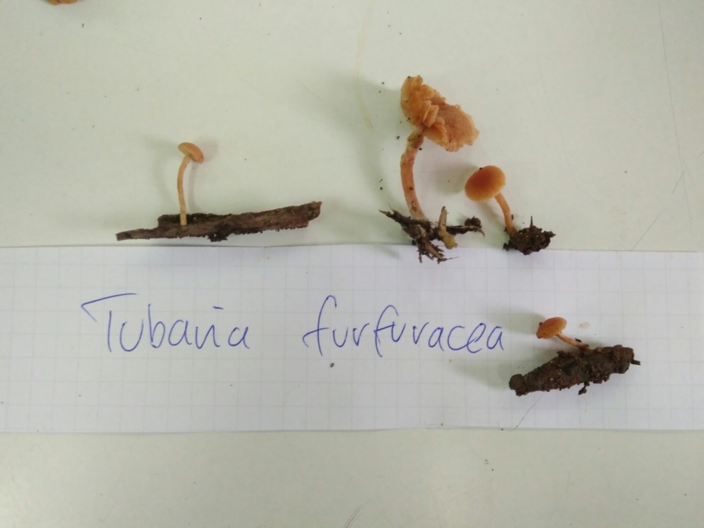 Tubaria furfuracea · May 2017 · photo: © cristianriquelme (iNaturalist, cc-by)