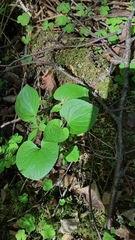 Viola mirabilis