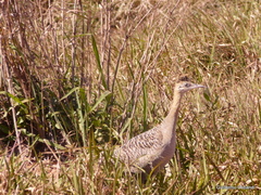 Rhynchotus rufescens