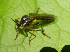 Dioctria rufipes