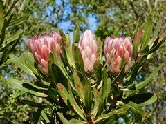 Protea compacta × susannae