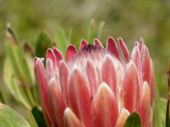 Protea compacta × susannae