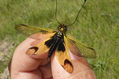 Libelloides longicornis