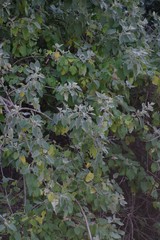 Buddleja dysophylla