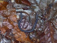 Gymnophiona