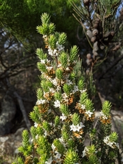 Epacris marginata