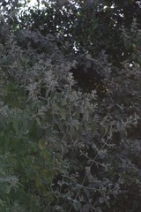 Buddleja dysophylla