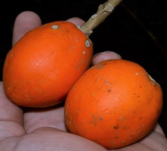 Vasconcellea monoica