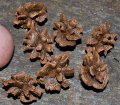 Vasconcellea monoica