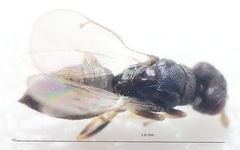 Eulophinae
