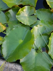 Nymphaea