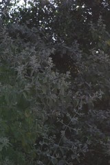 Buddleja dysophylla