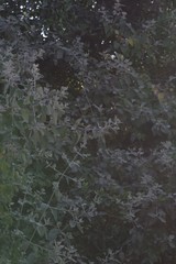 Buddleja dysophylla