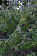 Buddleja dysophylla